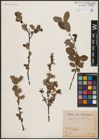 Foto von Salix aurita L.